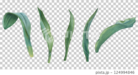 Green tulip leaves with soft watercolor transitions and shades. Hand drawn botanical illustration of elegant plant elongated shape, with central vein and slightly wavy edges on isolated background 124994846