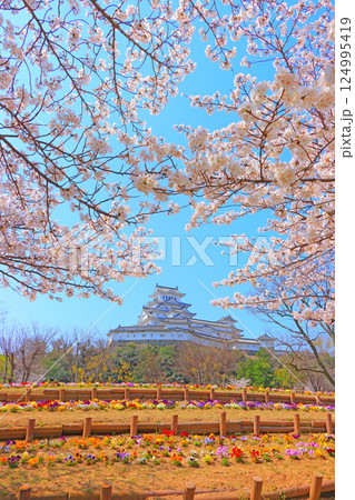 兵庫県姫路市、満開の桜と姫路城の風景 124995419
