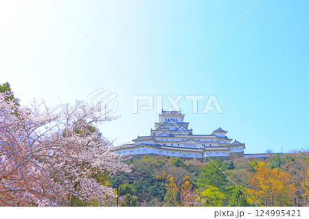兵庫県姫路市、満開の桜と姫路城の風景 124995421