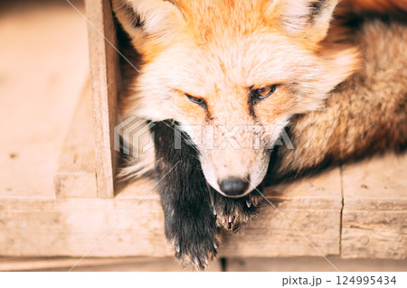 蔵王にいるキツネ 124995434