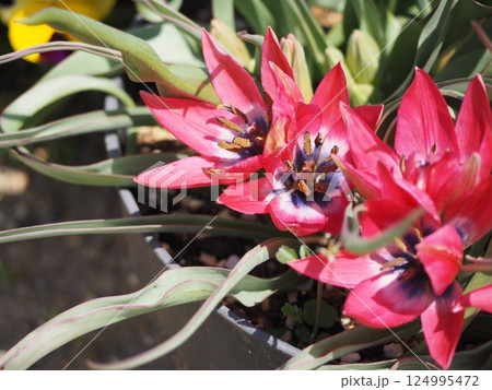 原種系チューリップ　リトルビューティー 124995472