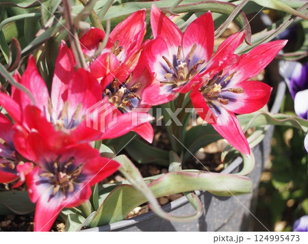 原種系チューリップ　リトルビューティー 124995473