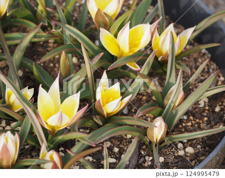 原種系チューリップ タルダ 原種系チューリップ タルダ 124995479
