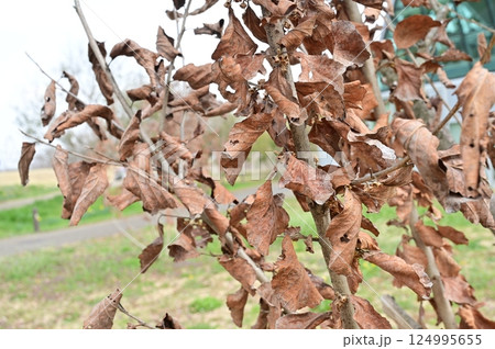 シナマンサク（マンサク科）の枯葉 124995655