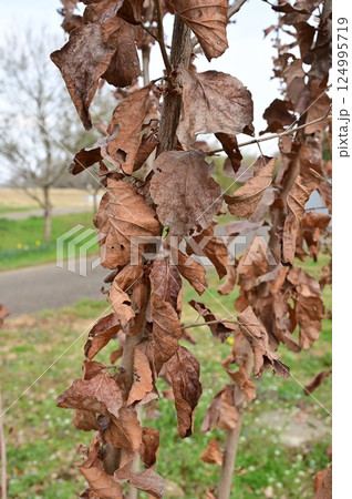 シナマンサク(マンサク科)の枯葉 シナマンサク(マンサク科)の枯葉 124995719