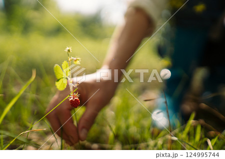 Female picking wild berries and holding strawberry bouquet in summer forest. Woman enjoying nature, healthy lifestyle and slow life outdoors 124995744