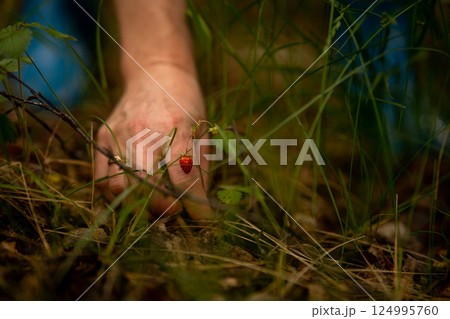 Woman collecting wild berries and plants in forest on summer day. Female enjoying leisure, healthy eating and natural lifestyle outdoors Woman collecting wild berries and plants in forest on summer day. Female enjoying leisure, healthy eating and natural lifestyle outdoors 124995760