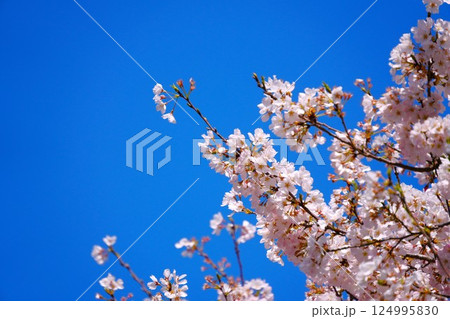 青空と桜 青空と桜 124995830