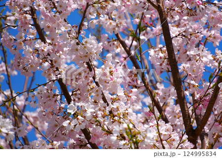 青空と満開の桜 124995834