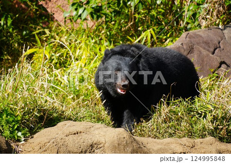 大きな黒いクマ 124995848