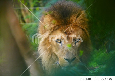 ライオン 124995850