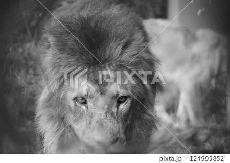 ライオン 124995852