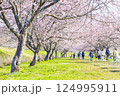 北浅羽桜堤公園の安行寒桜 埼玉県 北浅羽桜堤公園の安行寒桜 埼玉県 124995911