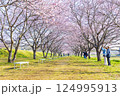 北浅羽桜堤公園の安行寒桜 埼玉県 北浅羽桜堤公園の安行寒桜 埼玉県 124995913
