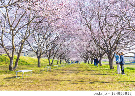 北浅羽桜堤公園の安行寒桜　埼玉県 124995913