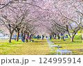 北浅羽桜堤公園の安行寒桜 埼玉県 北浅羽桜堤公園の安行寒桜 埼玉県 124995914