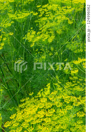 Dill blooming in the garden. Growing dill 124996062