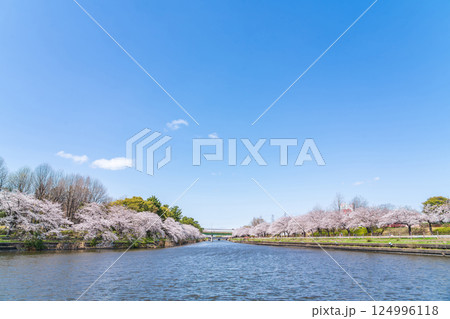 荒子川公園、満開の桜〈愛知県名古屋市〉 荒子川公園、満開の桜〈愛知県名古屋市〉 124996118