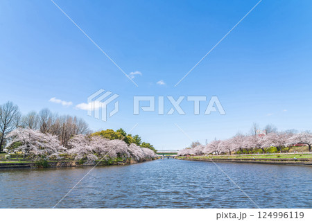 荒子川公園、満開の桜〈愛知県名古屋市〉 124996119