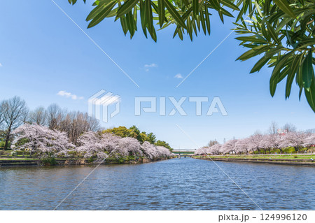 荒子川公園、満開の桜〈愛知県名古屋市〉 124996120