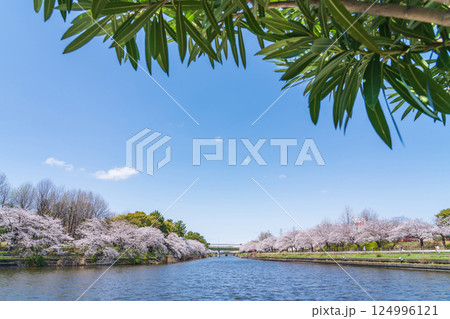 荒子川公園、満開の桜〈愛知県名古屋市〉 124996121