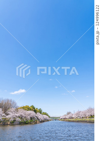 荒子川公園、満開の桜〈愛知県名古屋市〉 124996122