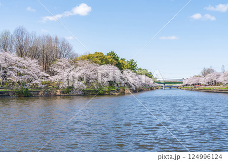 荒子川公園、満開の桜〈愛知県名古屋市〉 荒子川公園、満開の桜〈愛知県名古屋市〉 124996124