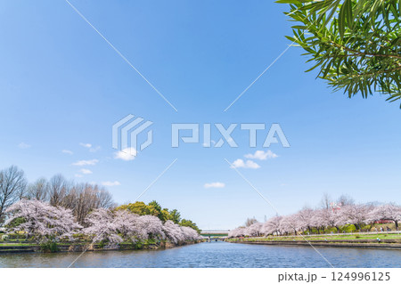 荒子川公園、満開の桜〈愛知県名古屋市〉 荒子川公園、満開の桜〈愛知県名古屋市〉 124996125
