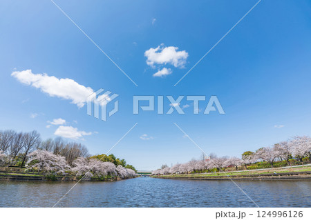 荒子川公園、満開の桜〈愛知県名古屋市〉 124996126