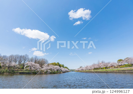 荒子川公園、満開の桜〈愛知県名古屋市〉 124996127