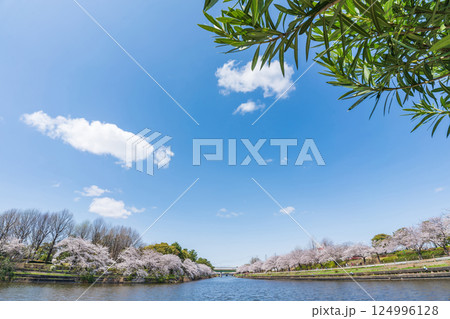 荒子川公園、満開の桜〈愛知県名古屋市〉 124996128