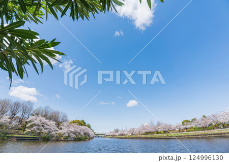 荒子川公園、満開の桜〈愛知県名古屋市〉 荒子川公園、満開の桜〈愛知県名古屋市〉 124996130