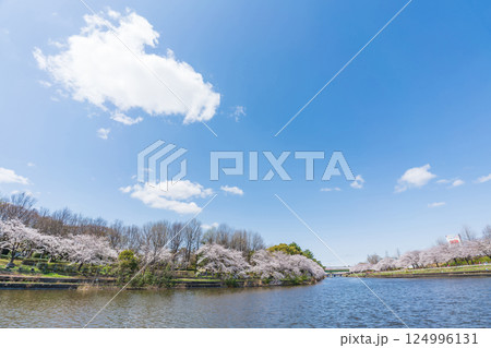 荒子川公園、満開の桜〈愛知県名古屋市〉 124996131