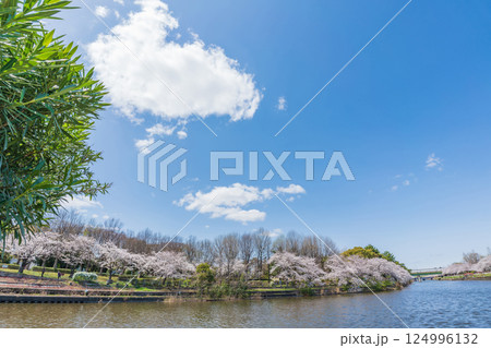 荒子川公園、満開の桜〈愛知県名古屋市〉 124996132