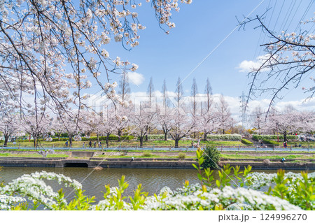 荒子川公園、満開の桜〈愛知県名古屋市〉 124996270