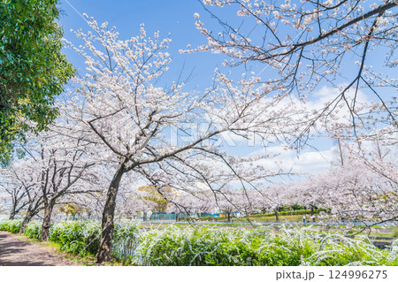 荒子川公園、満開の桜〈愛知県名古屋市〉 124996275