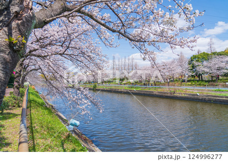 荒子川公園、満開の桜〈愛知県名古屋市〉 124996277