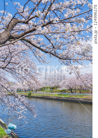 荒子川公園、満開の桜〈愛知県名古屋市〉 124996278