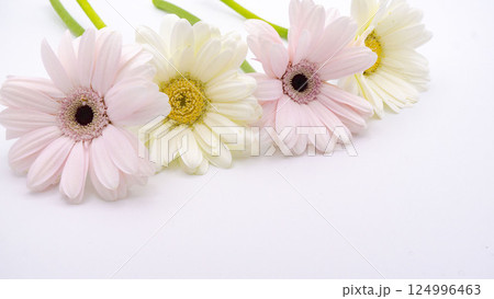 白い背景にピンクと白のガーベラの花 124996463
