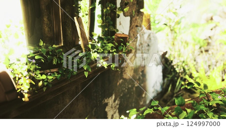 Overgrown vines surround an abandoned building in bright sunlight Overgrown vines surround an abandoned building in bright sunlight 124997000