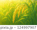 収穫前の黄金色の稲穂が風に揺れるイラスト 124997907