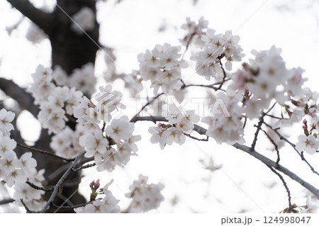 桜の花越しの春の光⑧ 124998047