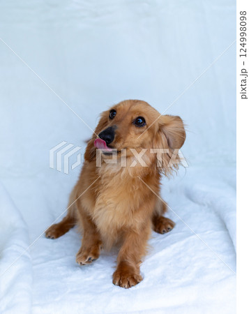 カニンヘンダックスフンド 成犬 カニンヘンダックスフンド 成犬 124998098