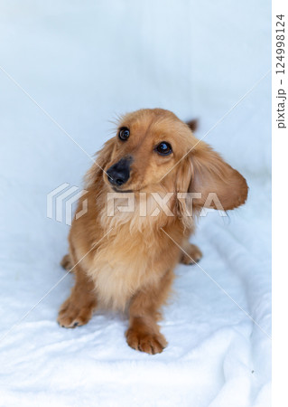 カニンヘンダックスフンド 成犬 124998124