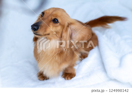 カニンヘンダックスフンド 成犬 124998142