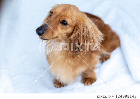 カニンヘンダックスフンド 成犬 124998145