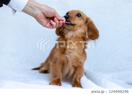 カニンヘンダックスフンド 成犬 カニンヘンダックスフンド 成犬 124998296