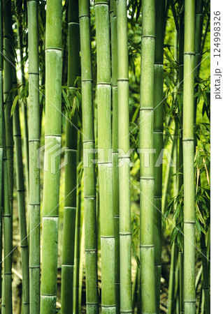 Bamboo forest background. Green thickets of bamboo plant in Asia Bamboo forest background. Green thickets of bamboo plant in Asia 124998326