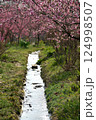 桃の花と小川 124998507