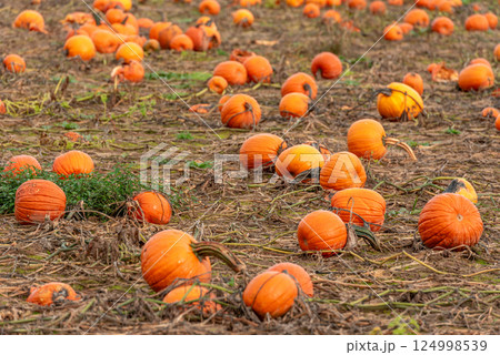 Ripe pumpkins agricultural field in October, in Stuttgart, Germany 124998539